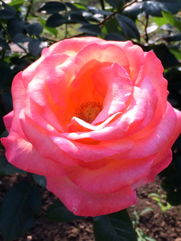 Pink sunlight day