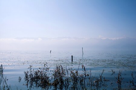 Aquatic plants lake snow mountain