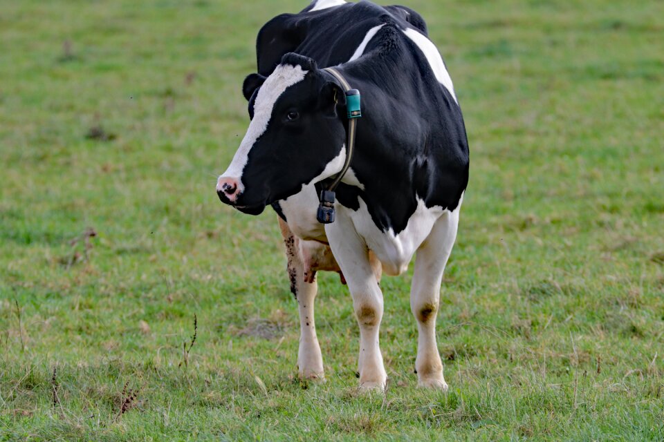 Animal dairy cattle