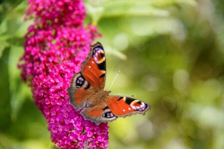 Insect butterflies macro photo