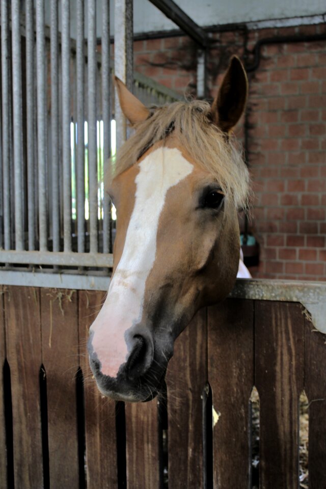 Stallion animal mammal