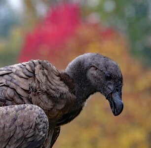 Carrion predator raptor