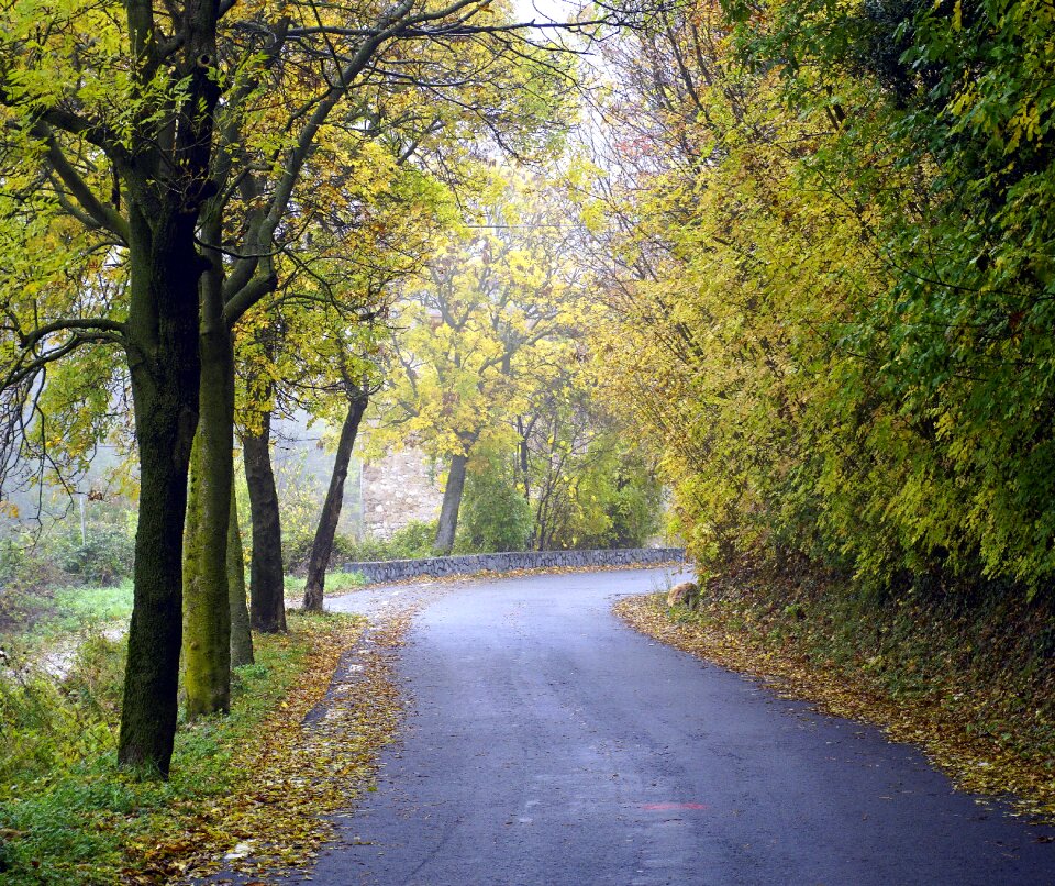 Forest landscape trees
