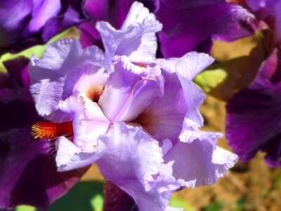 Iris flower violet photo