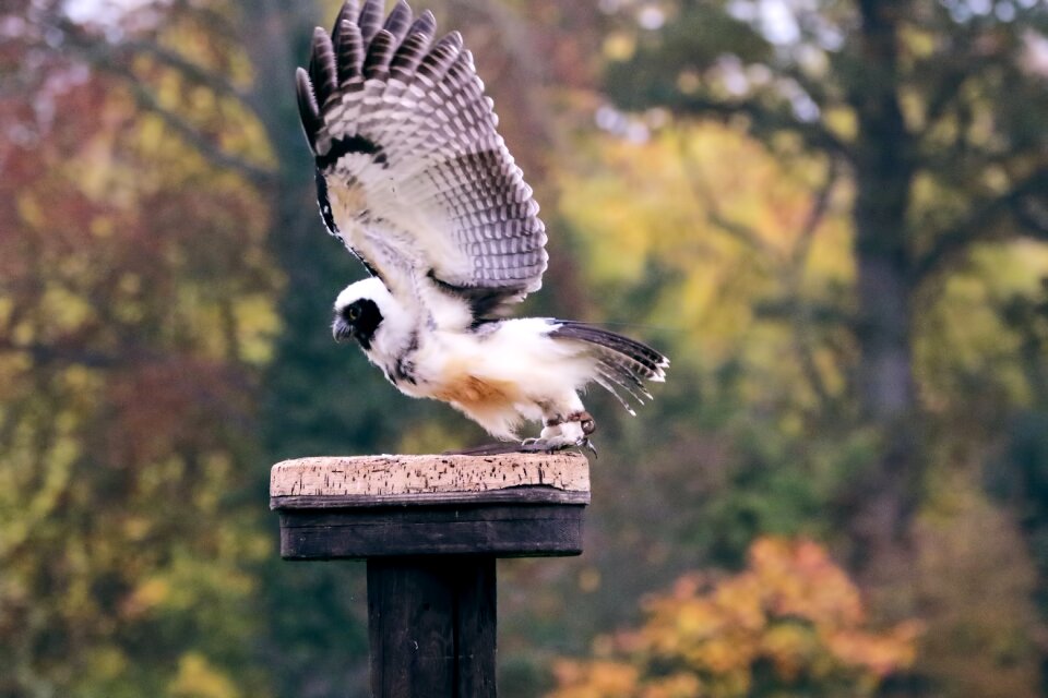 Animal prey wildlife