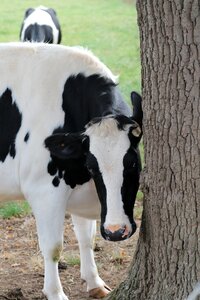 Animal dairy cattle photo