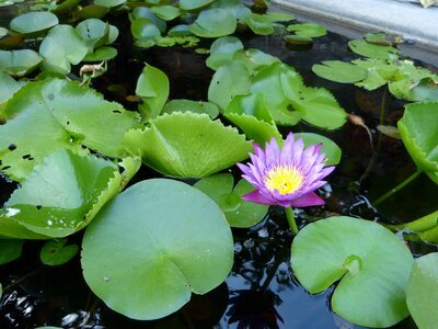 Flower pond water lilies photo