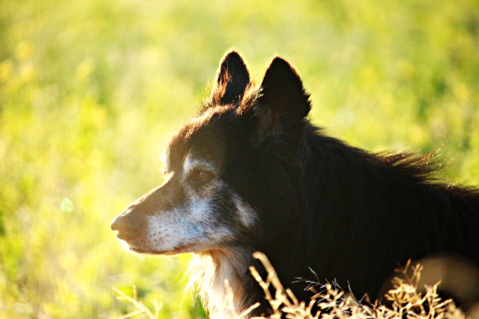 Border collie collie british sheepdog