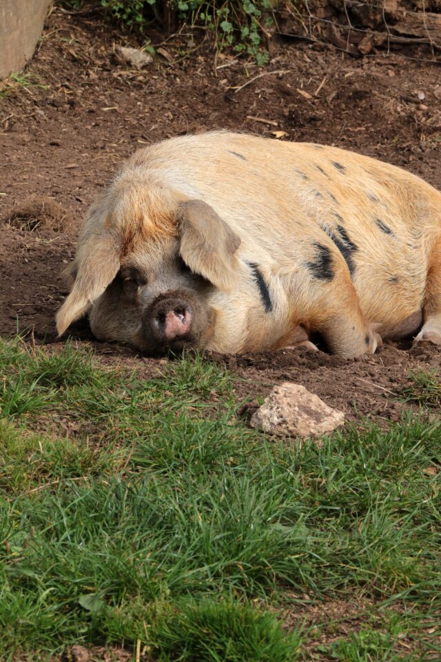 Agriculture swine livestock