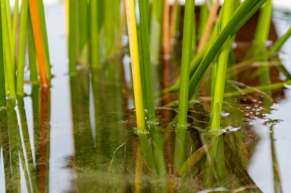 The swamps nature peace
