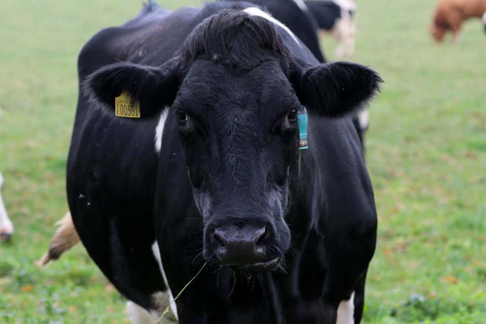 Animal dairy cattle