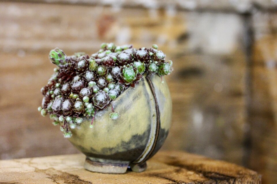 Ceramic japan culture stonecrop