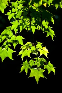 Black branch environment photo