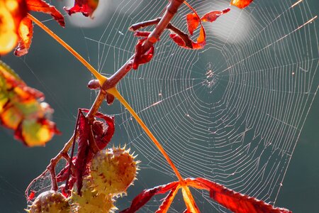 Web nature cobweb