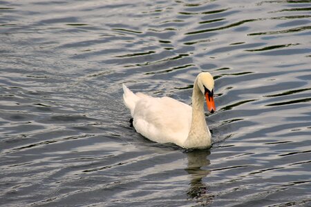 Lake white bird