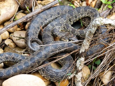 Culebra de herradura screwed hemorrhois hippocrepis