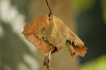 Autumn dried leaves autumn woods photo