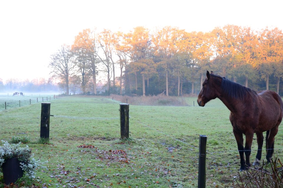 Foggy morning autumn