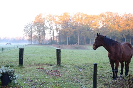 Foggy morning autumn photo