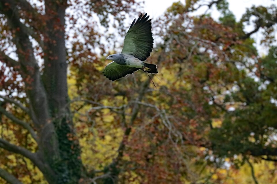 Prey wildlife bird