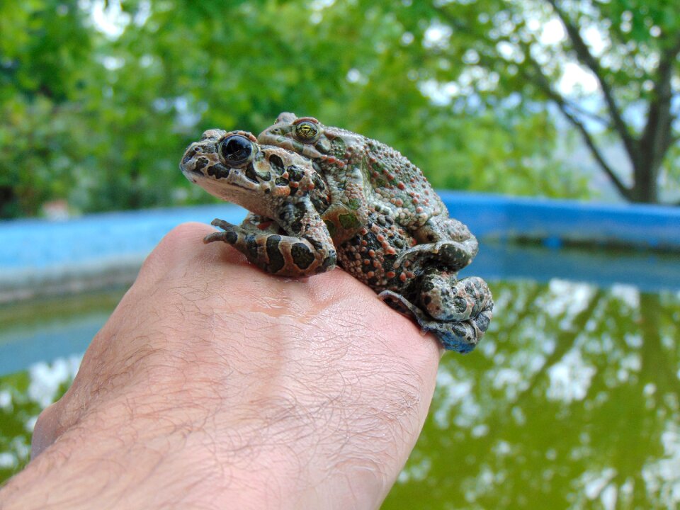 Nature wildlife animal