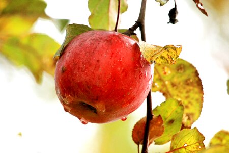 Drop of water fruit drip