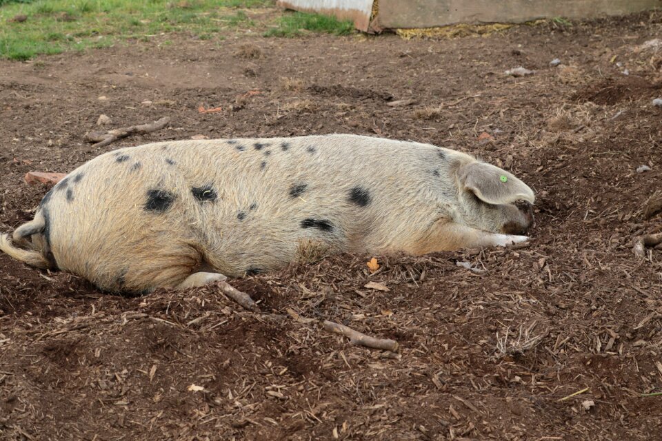 Agriculture swine livestock