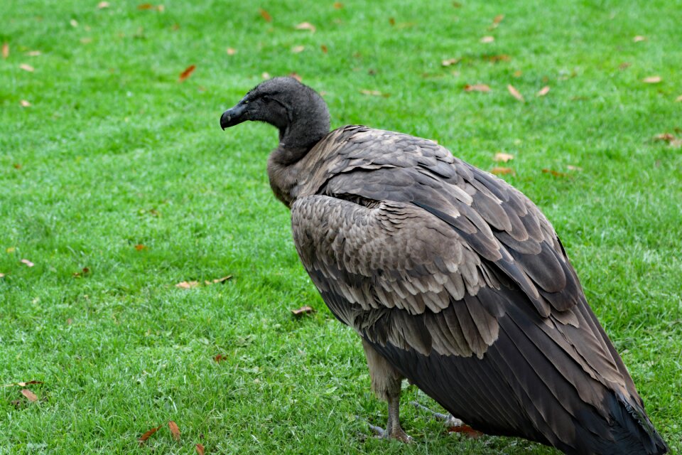 Carrion predator raptor