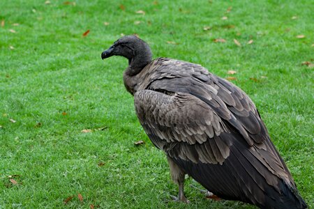 Carrion predator raptor