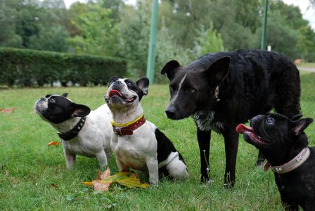 French buldogs look for outdoor