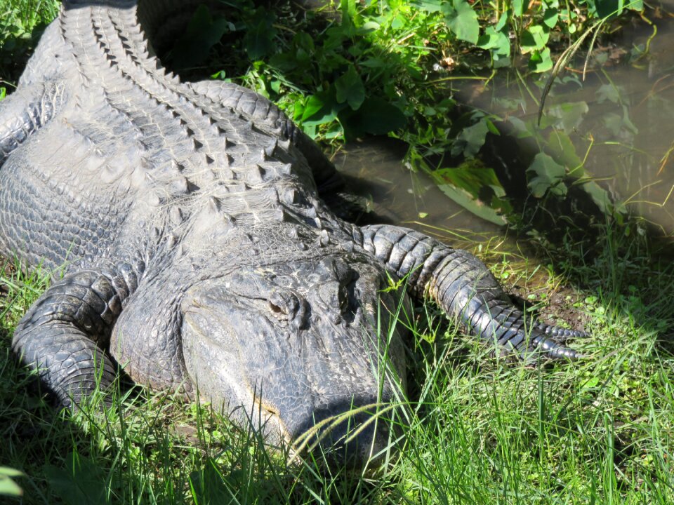 Reptile zoo lake