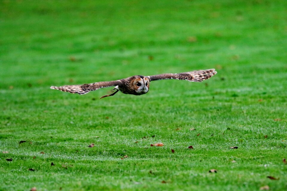 Wilderness bird wildlife