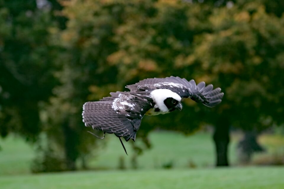Animal prey wildlife