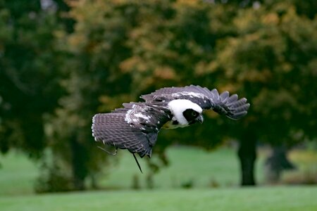 Animal prey wildlife