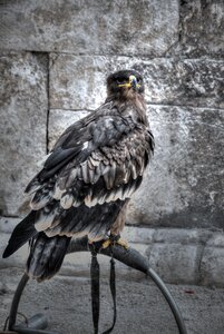 Raptor sulmona italy