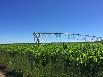 In rural areas corn field
