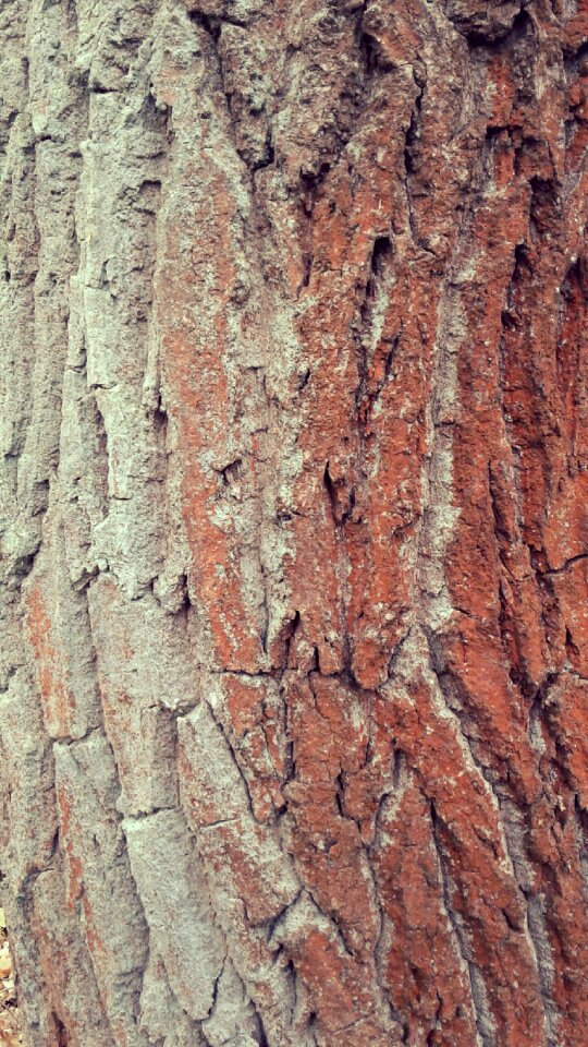 Plant moss lichen