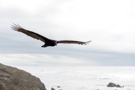 Cathartes aura scavenger wildlife photo