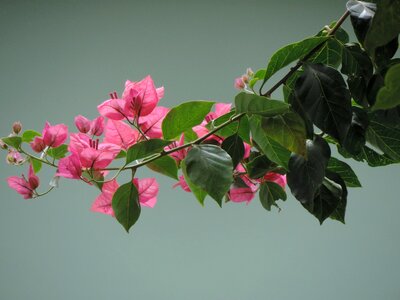 Nature spring flowers pink flower