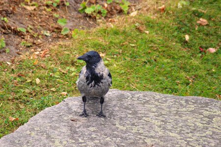 Raven bird bird plumage photo