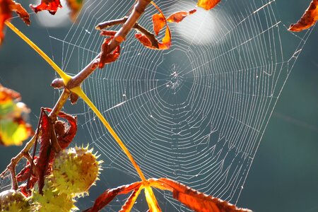 Web nature cobweb