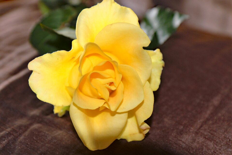 Yellow nature petal