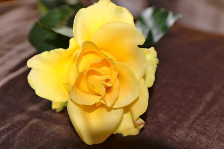 Yellow nature petal