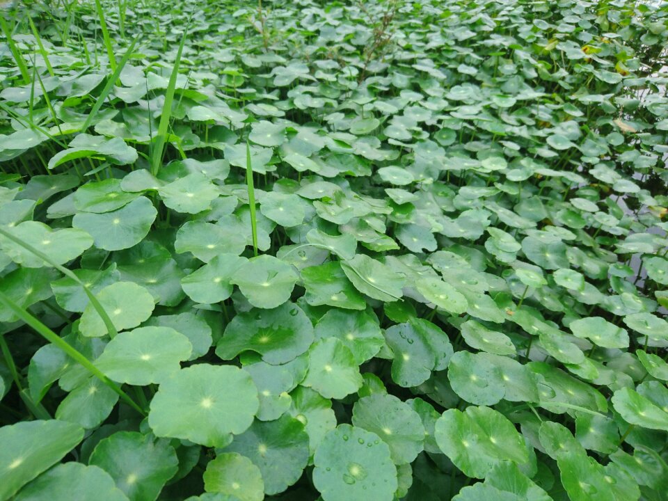 Lysimachia mirror grass ping grass