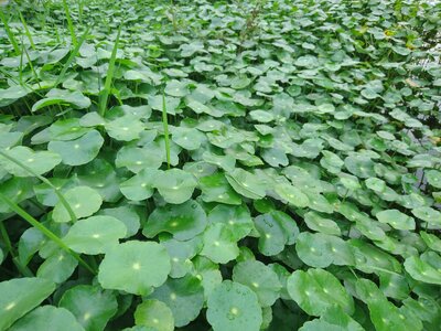 Lysimachia mirror grass ping grass