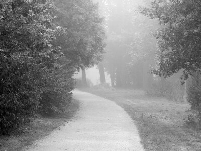 Park fog black white photo