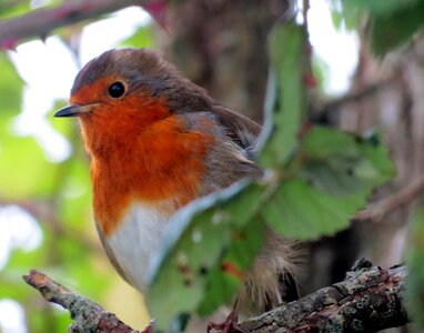 Animal rubecula erithacus