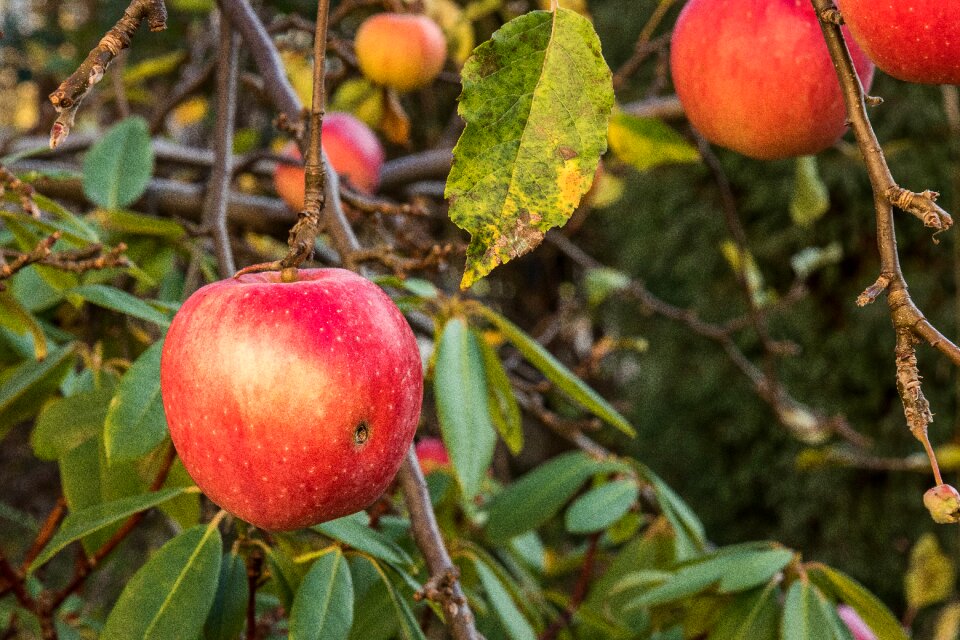 Tree fruit fruitful apple tree