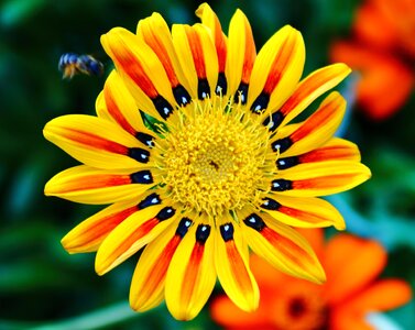 Yellow orange red
