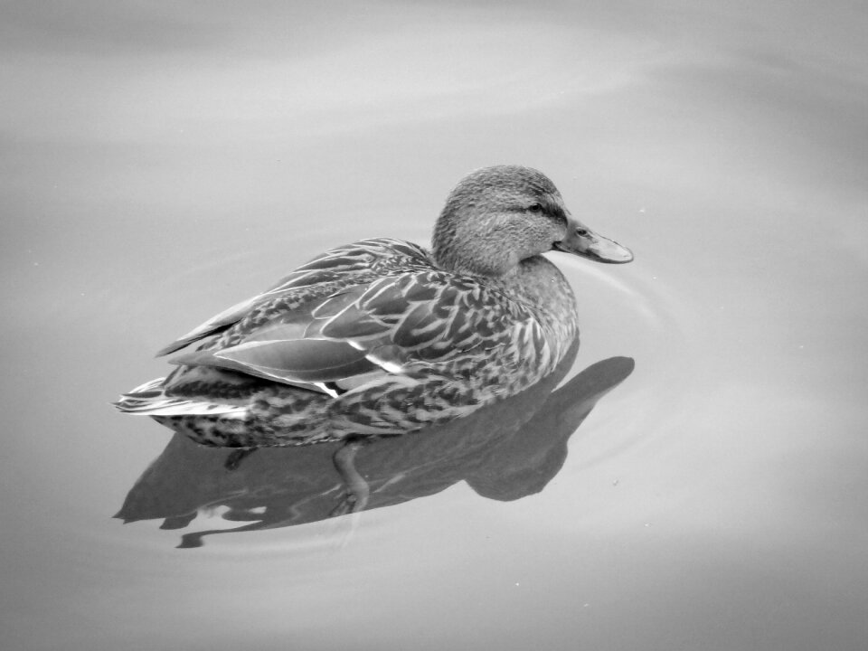 Water bird animal lake